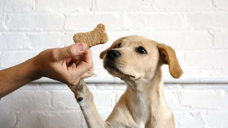 The Ultimate Guide to Crunchy Dog Biscuits: Tasty Flavors and Variations Your Pooch Will Love