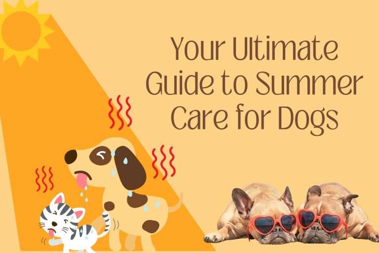 Your Guide to Summer Care for Dogs: Beating the Heat