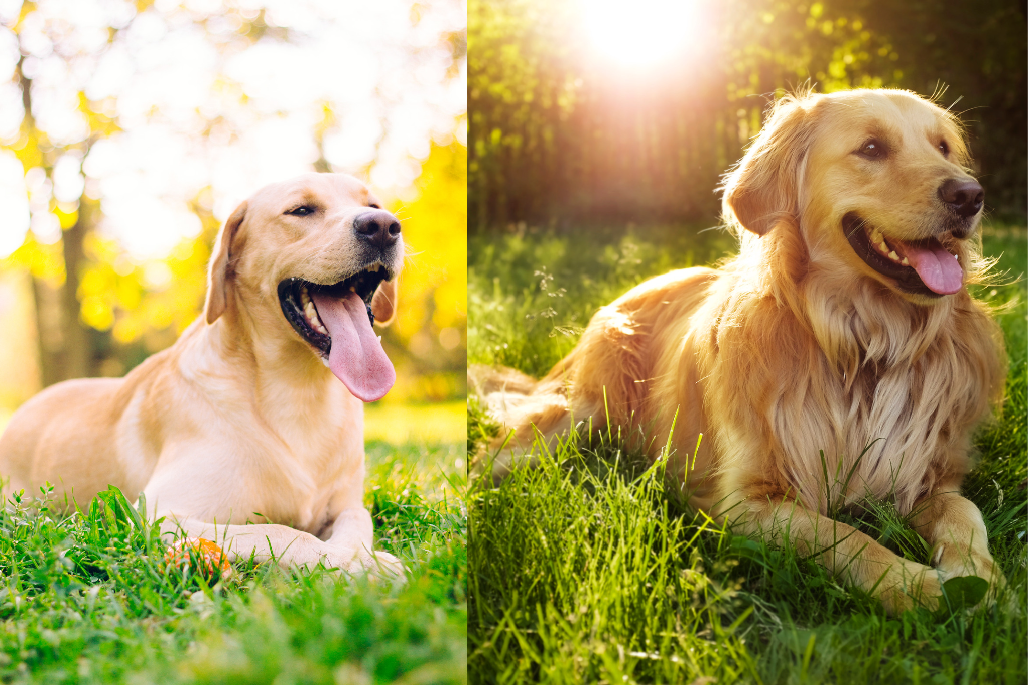 Image of Labradors vs Golden Retrievers