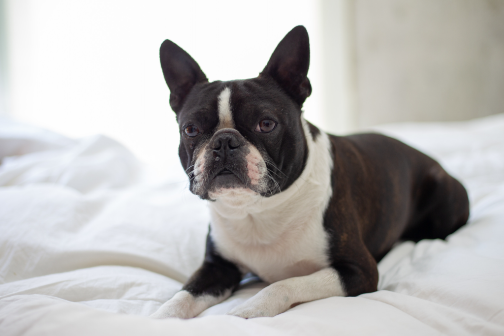 Image of a Boston terrier