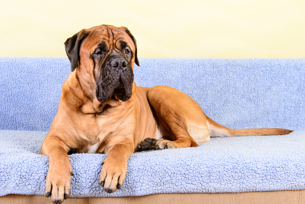 Image of a Bullmastiff
