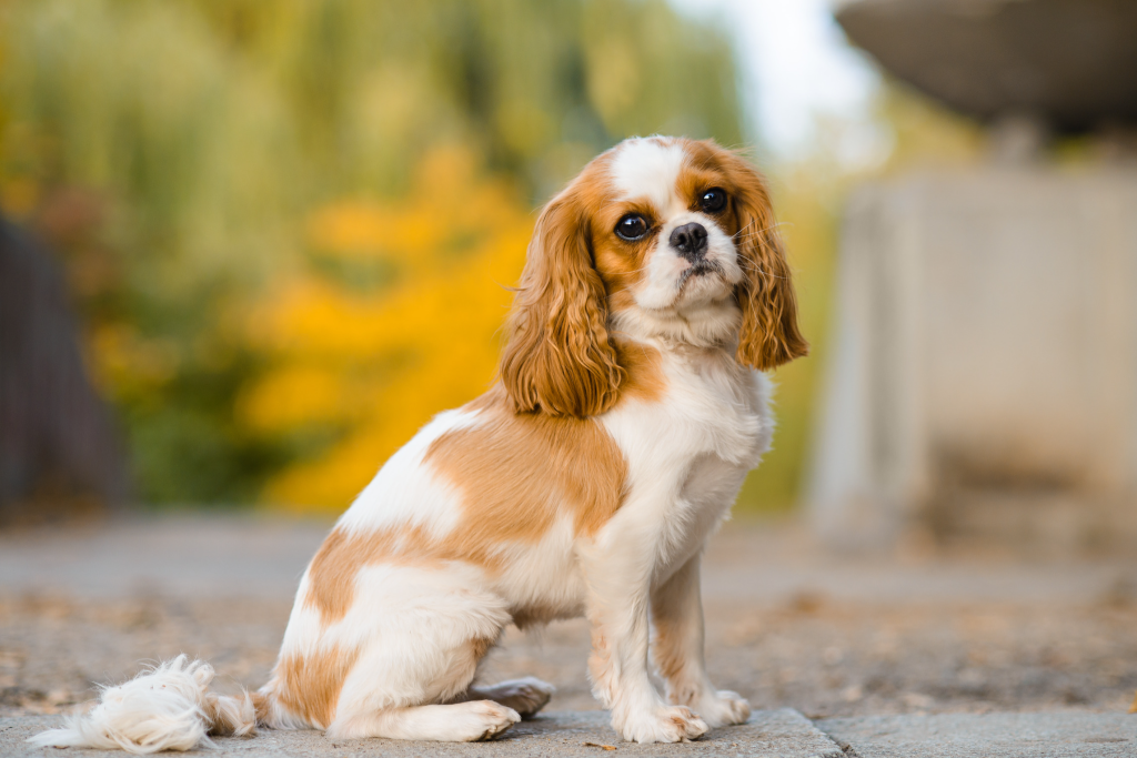 Image of a Cavalier King Charles Spaniel