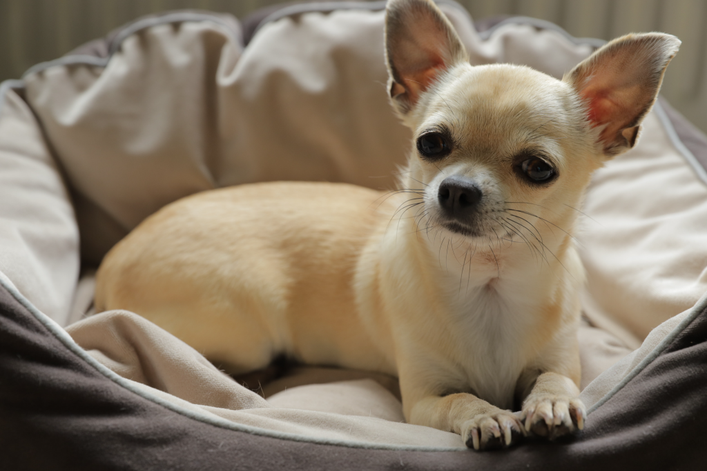Image of a Chihuahua