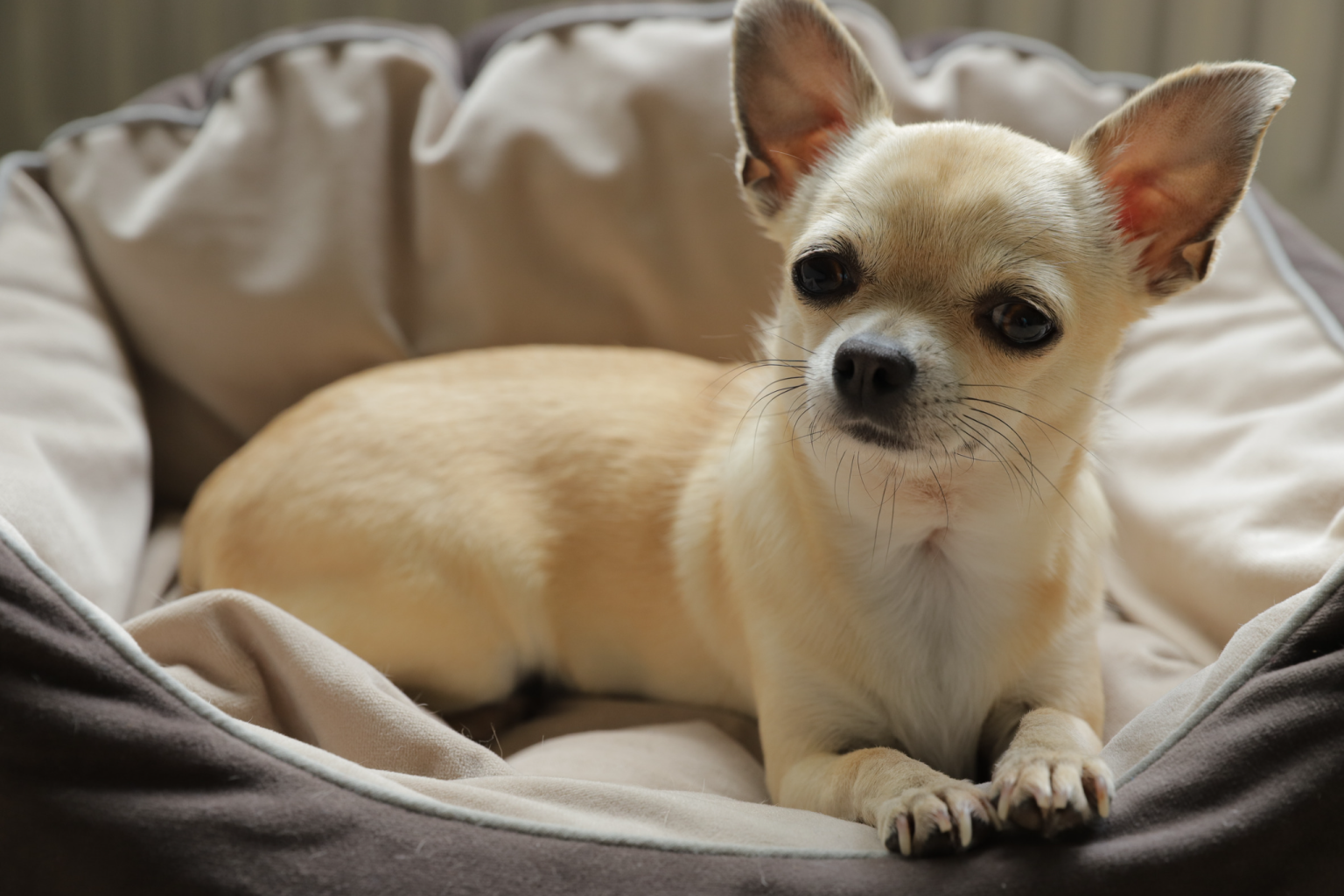 10 Best Low Maintenance Dog Breeds Ideal for City Life - 100 Dog Breeds - Low Maintenance Dog Breeds That Are Suitable For Small Spaces