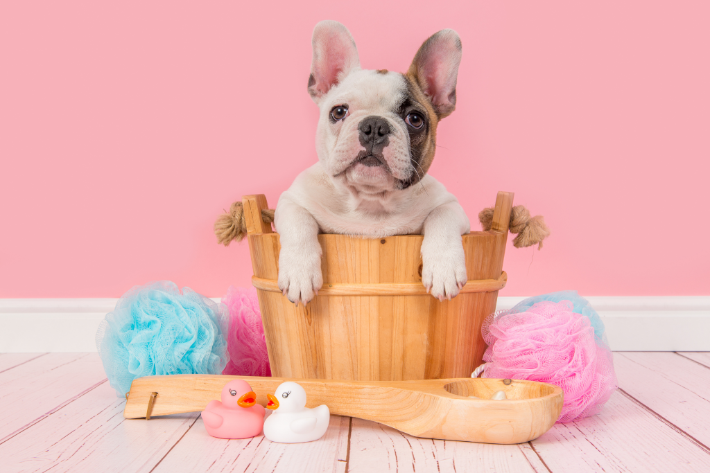 Image of a French Bulldog in a bath tub