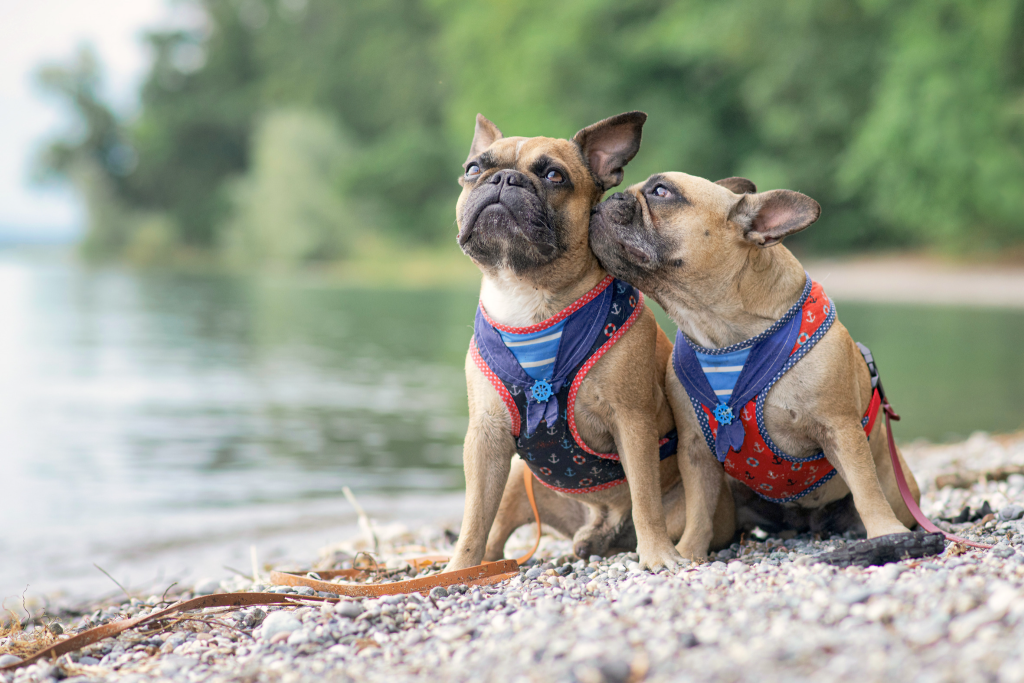 Image of a French Bulldog socializing