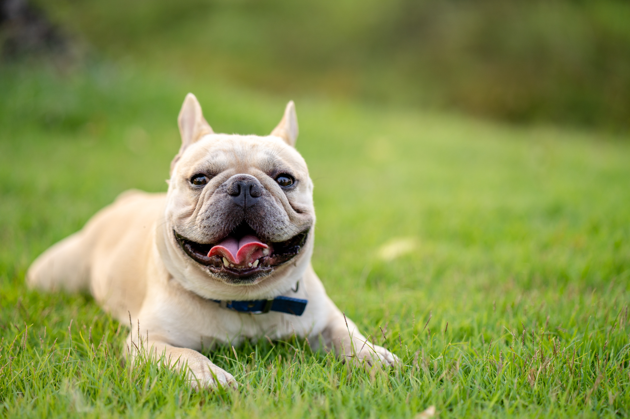 Image of a French Bulldog