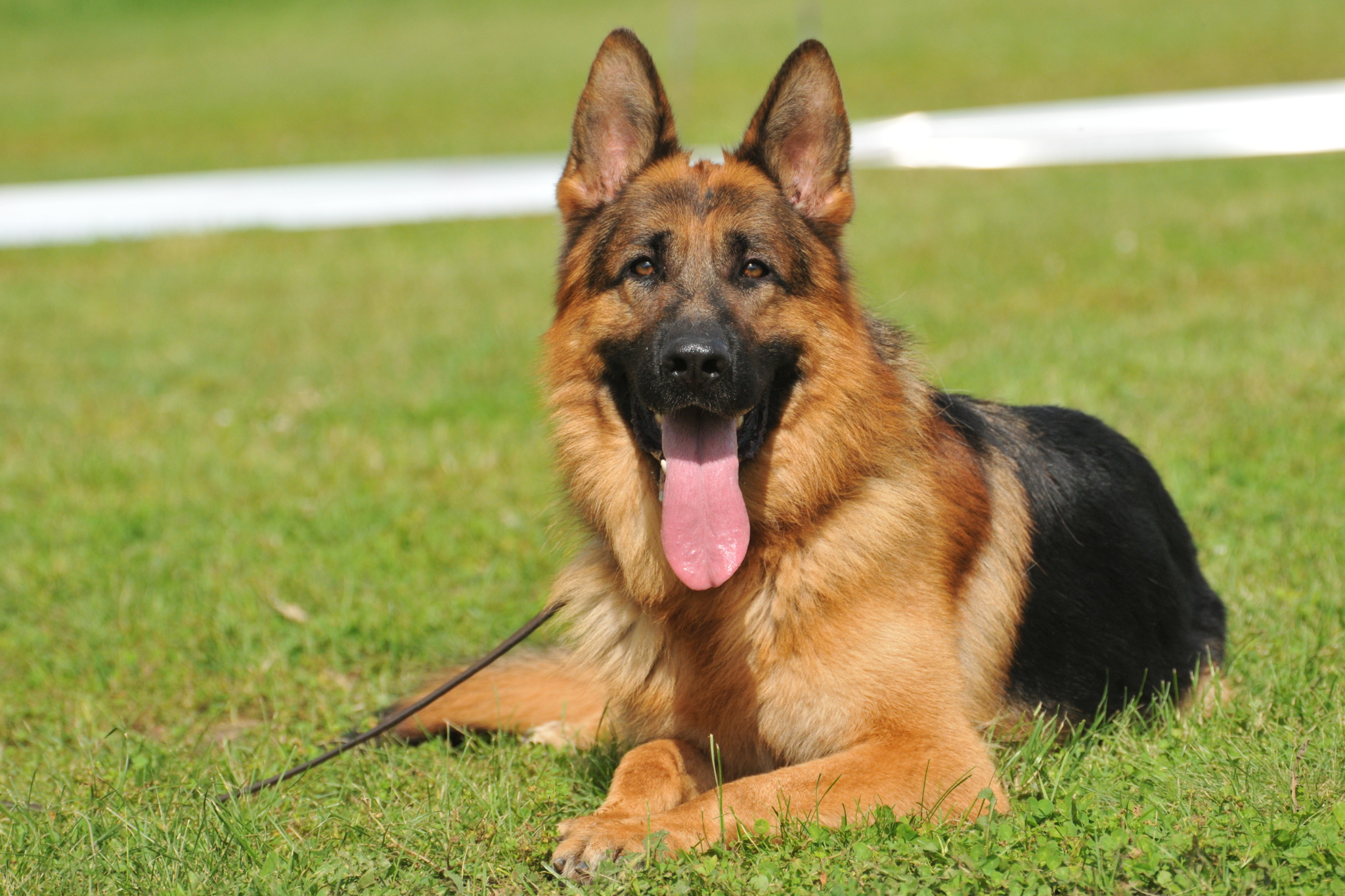 Image of a German shepherd