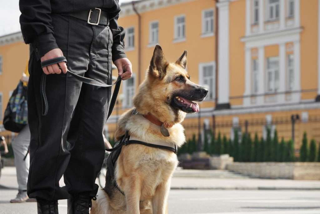 Image of a German shepherd in police work