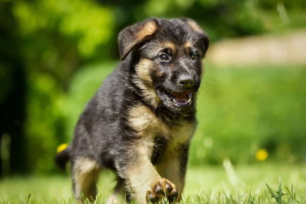 Image of a German shepherd puppy