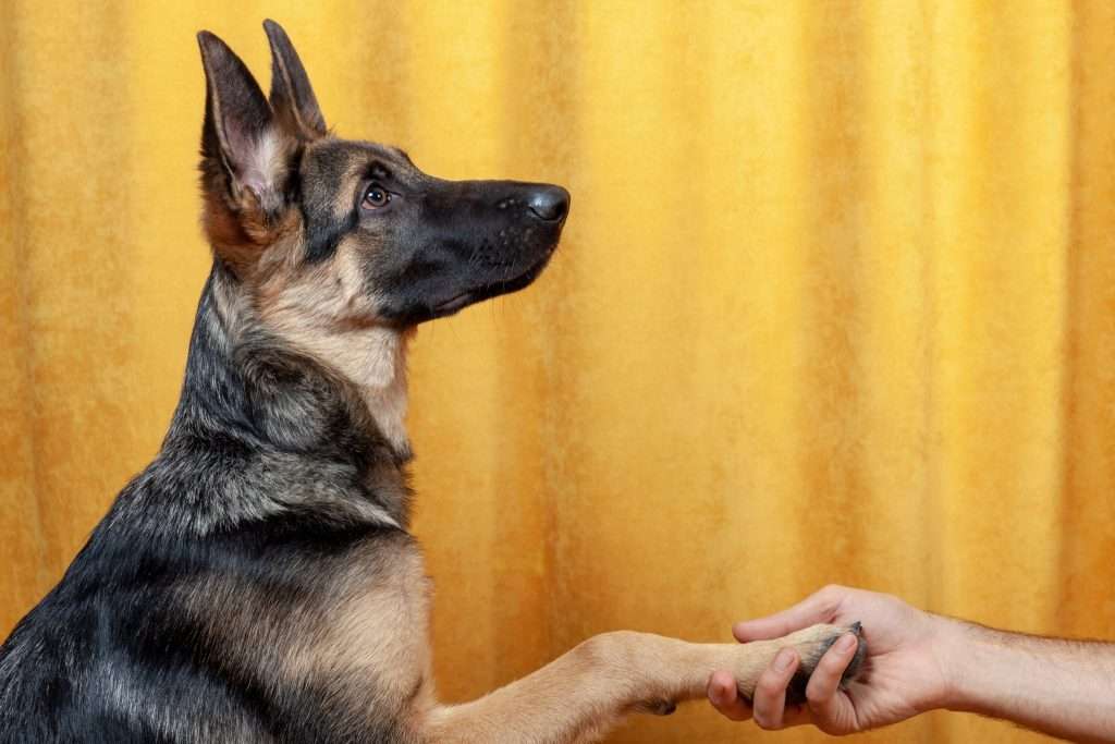 Image of a German shepherd socialization