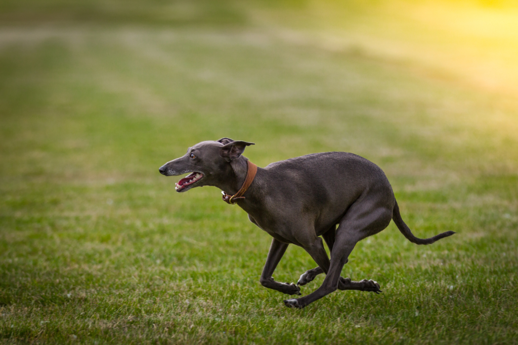 Image of a Greyhound
