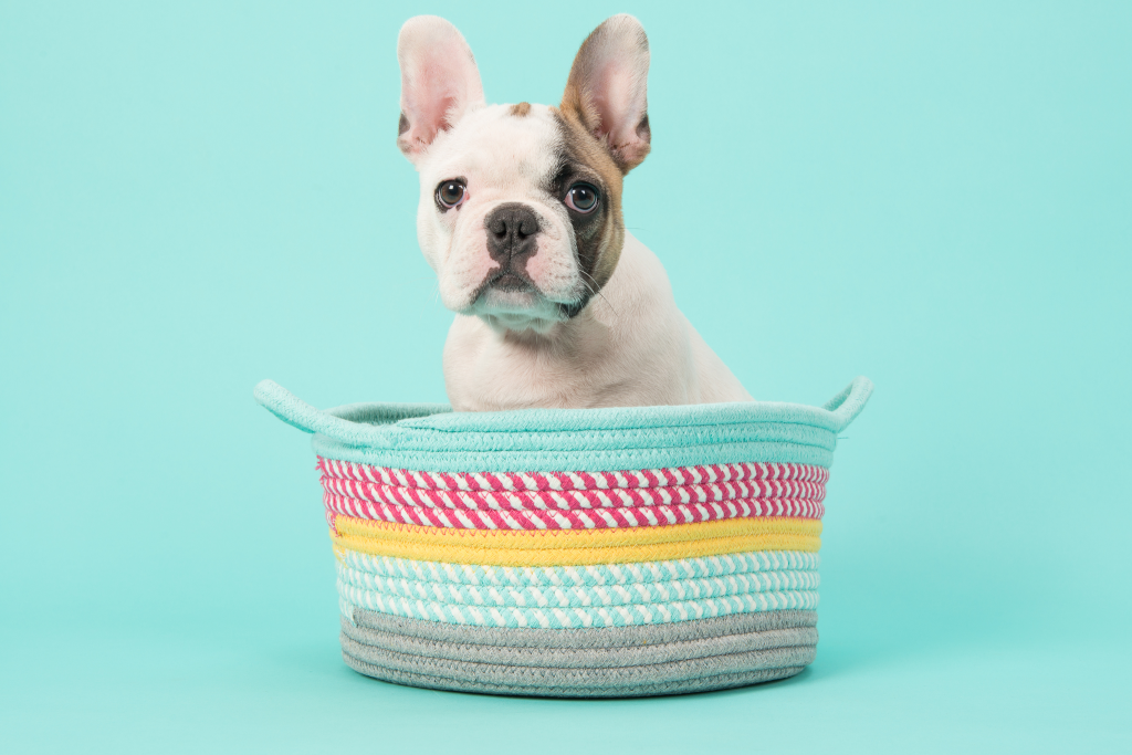 Image of a cute frenchie