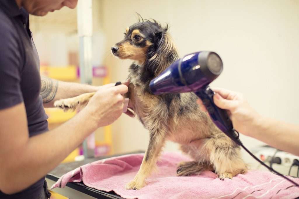 Image of a dog being groomed