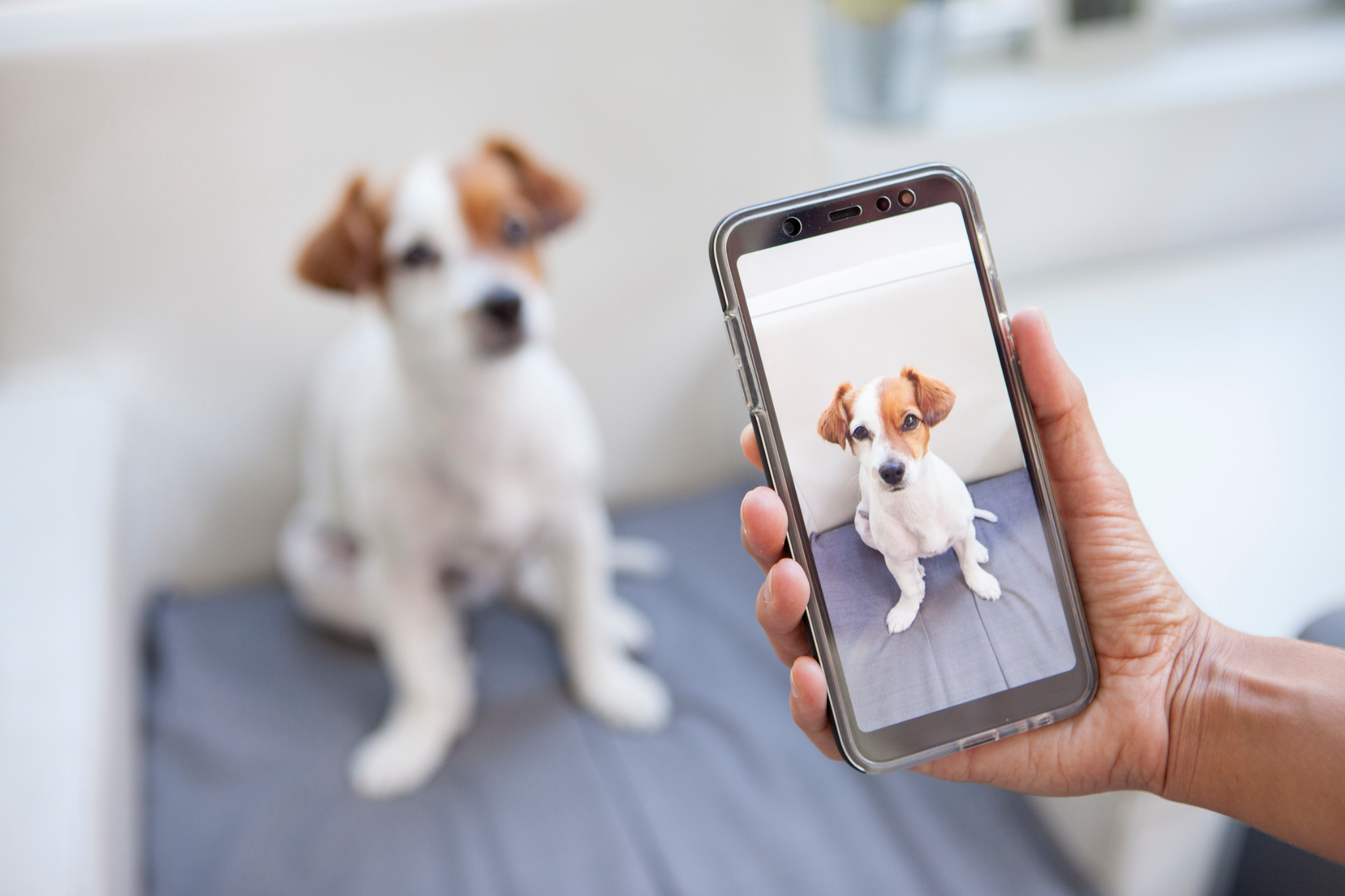 Image of a dog being photographed