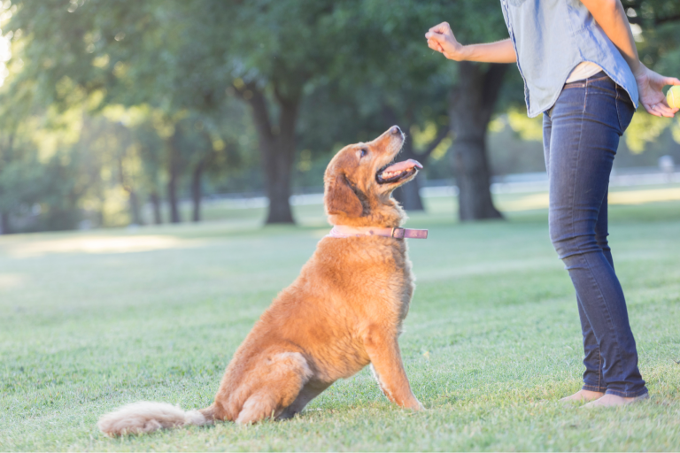 The 5 Most Common Mistakes In Dog Training Techniques and How to Avoid Them