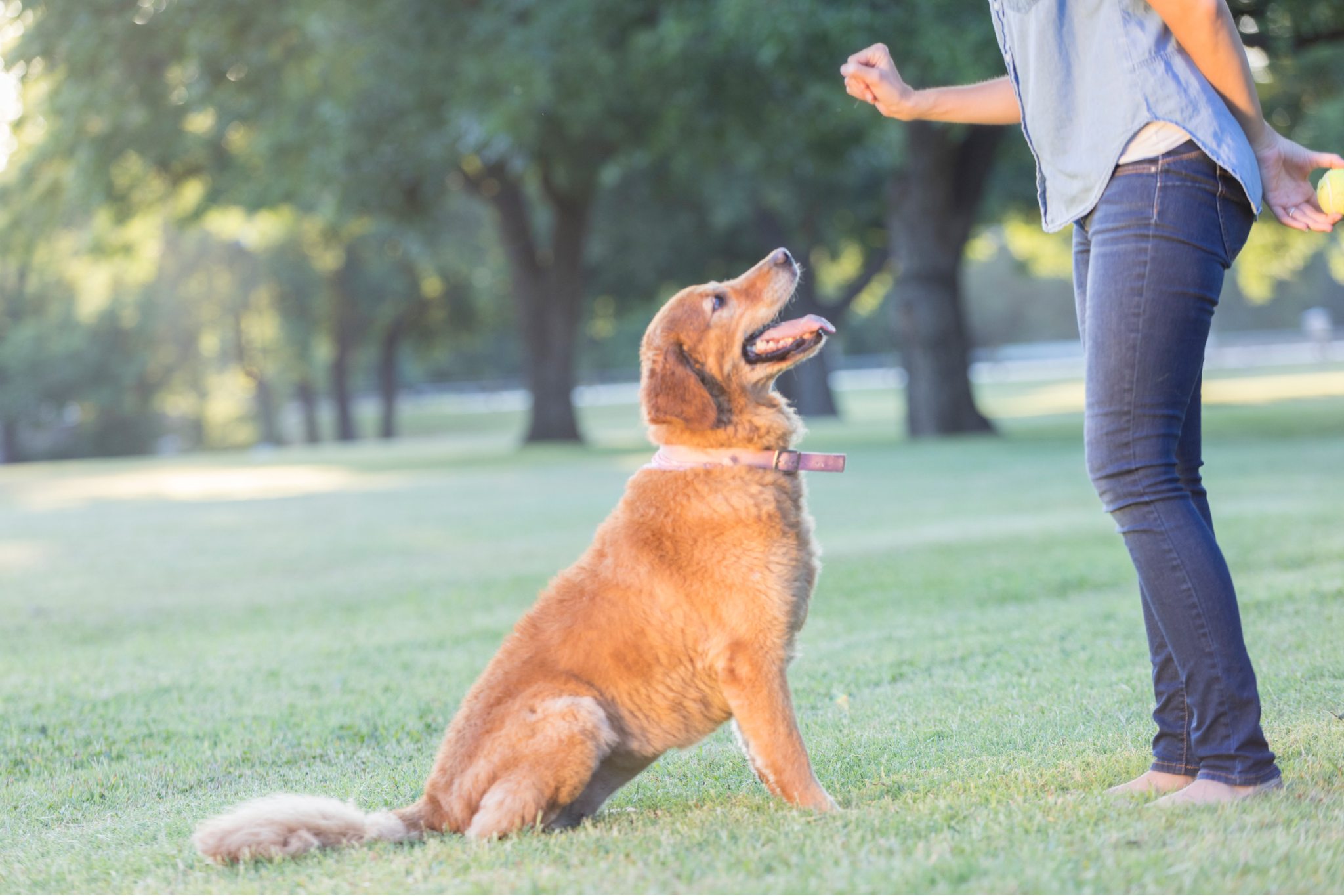 Image of a dog being trained