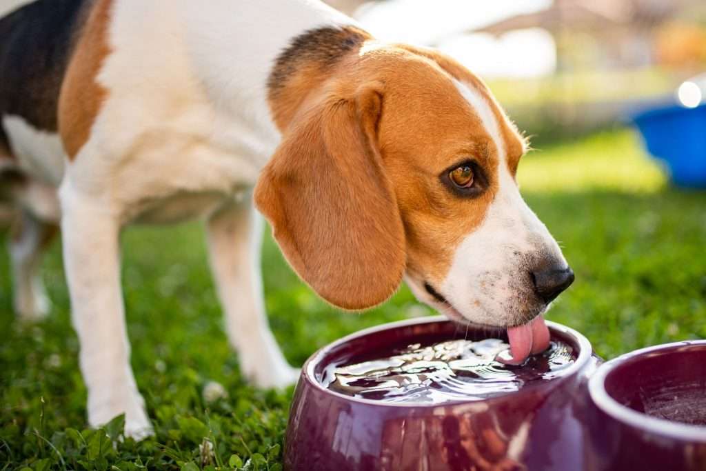 Image of a dog drinking water-essential tips for summer care for dogs
