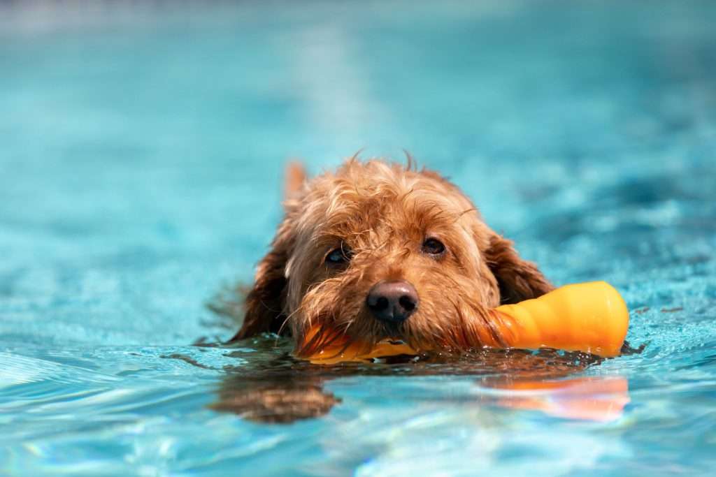 Image of a dog enjoying a pool day