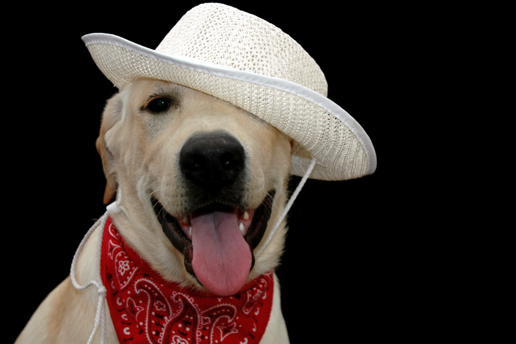 Image of a dressed up dog