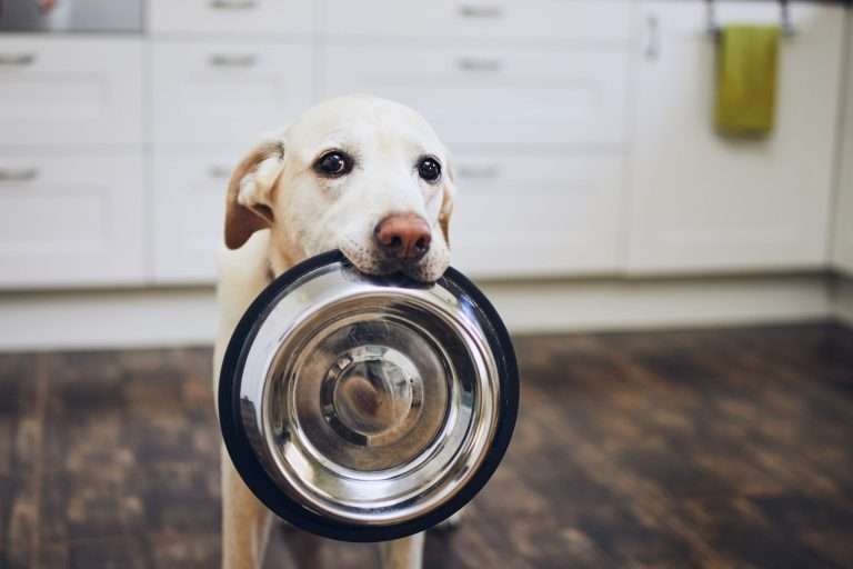 Discover What Makes a Dog Food Brand High Quality?