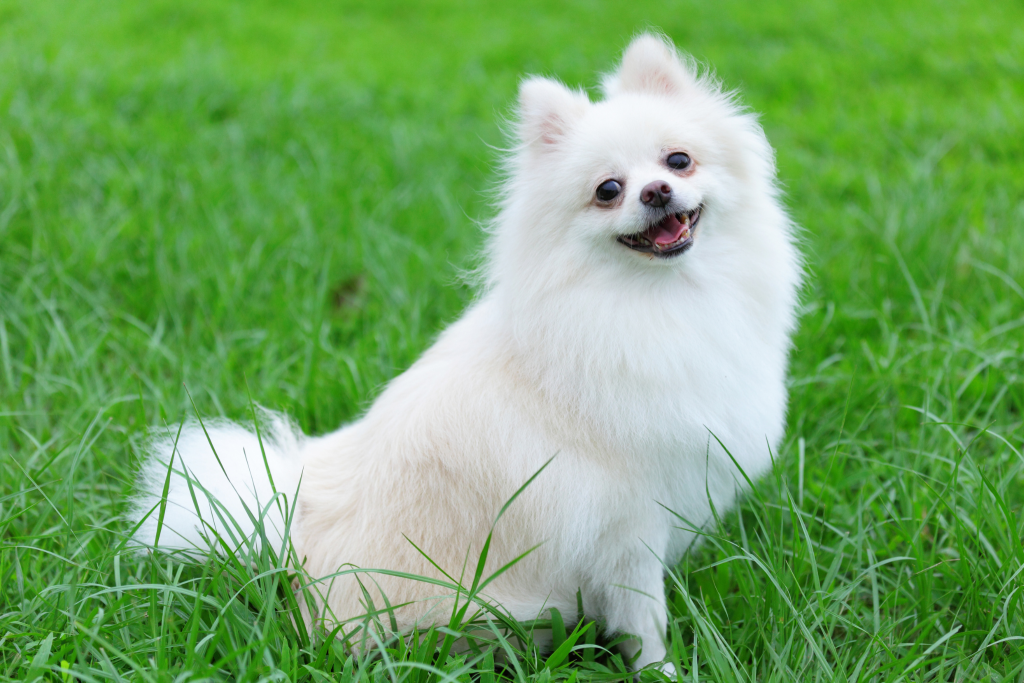 Image of a Pomeranian
