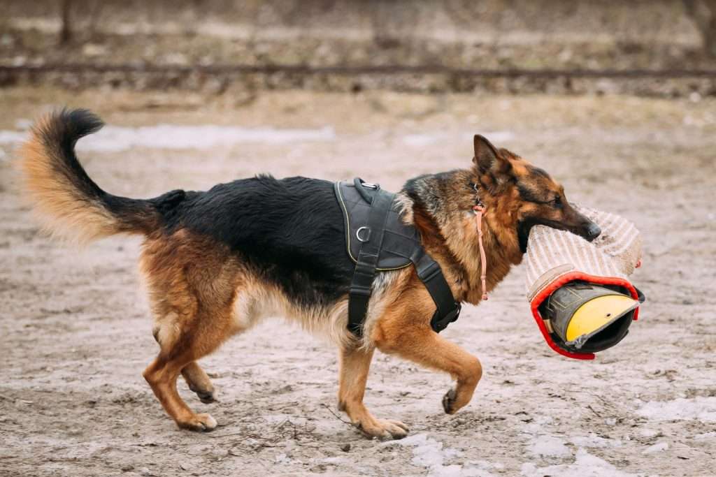 Image of a trained German shepherd 