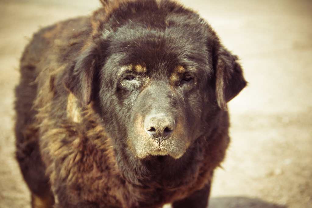 Image of an aging dog