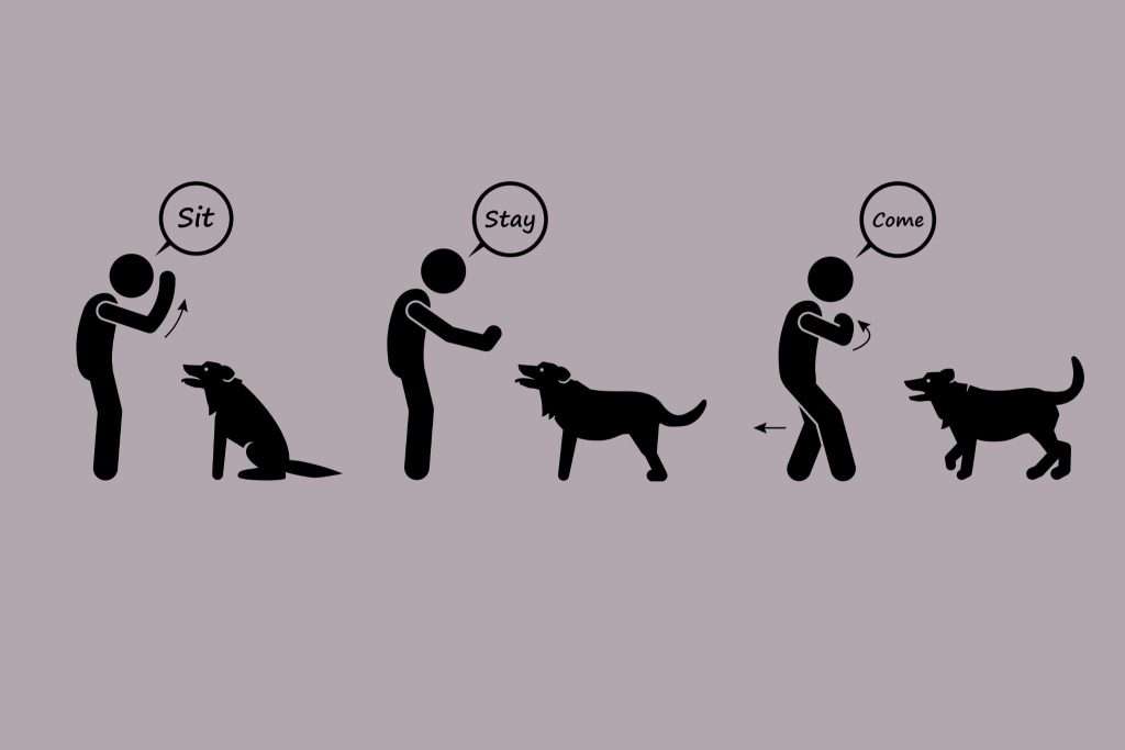 Image of basic commands to start training a dog