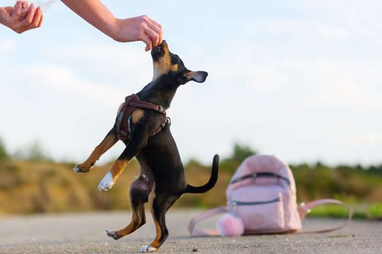 Learn The Top 6 Methods of Positive Reinforcement in Dog Training