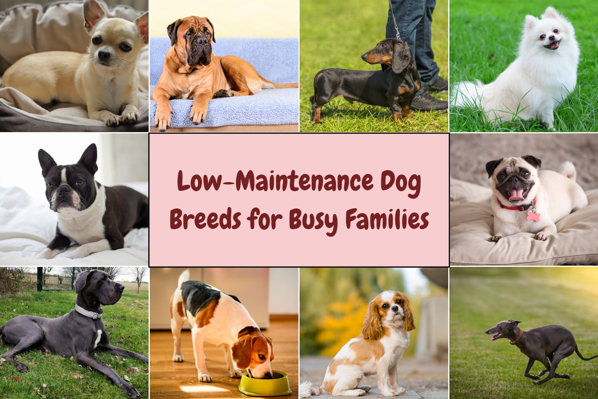 Low maintenance dog breeds for busy families