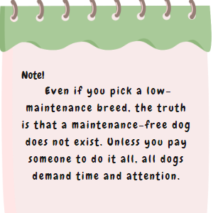 Important note on Low Maintenance dog