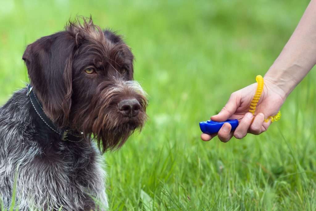 Image of dog training using a clicker