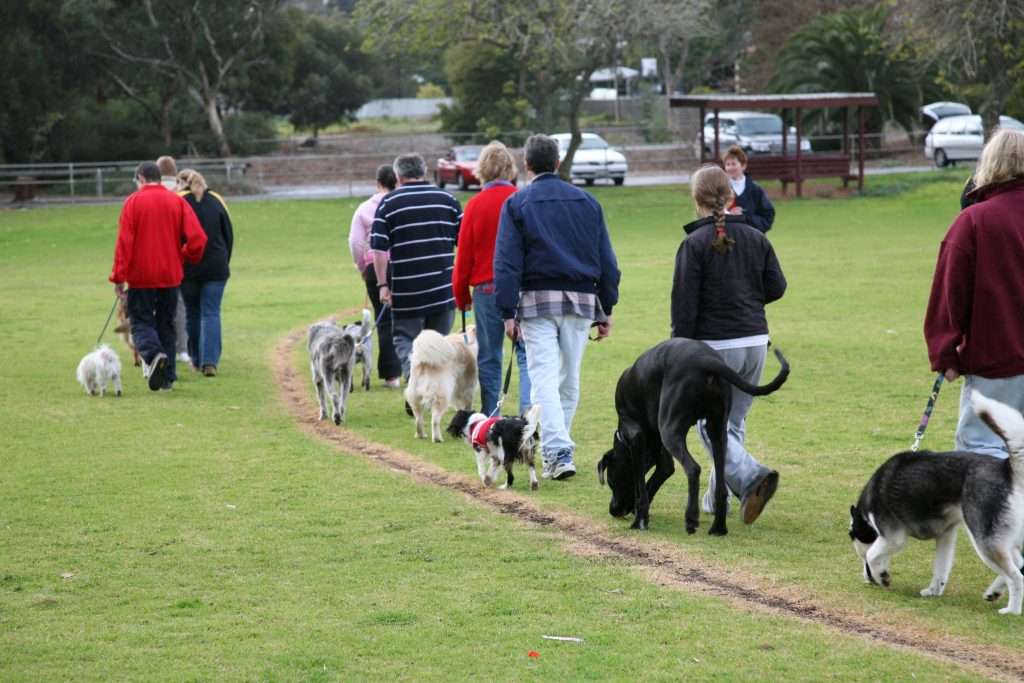 Image of socialization of dogs in a playdate