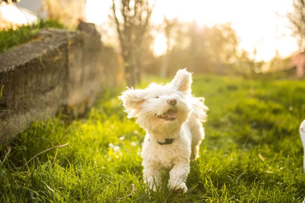 Candid dog photography