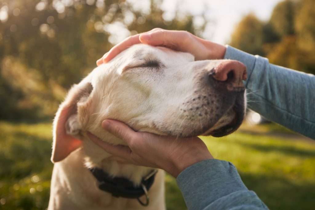 image-emotional well being of a dog