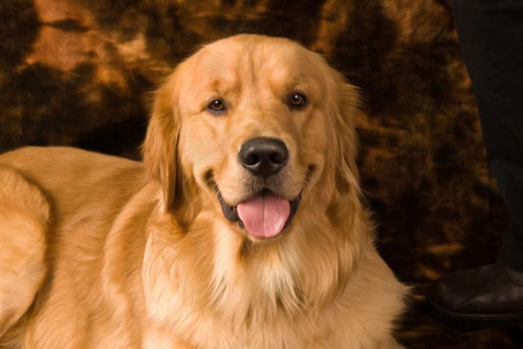 Image of  Golden Retrievers