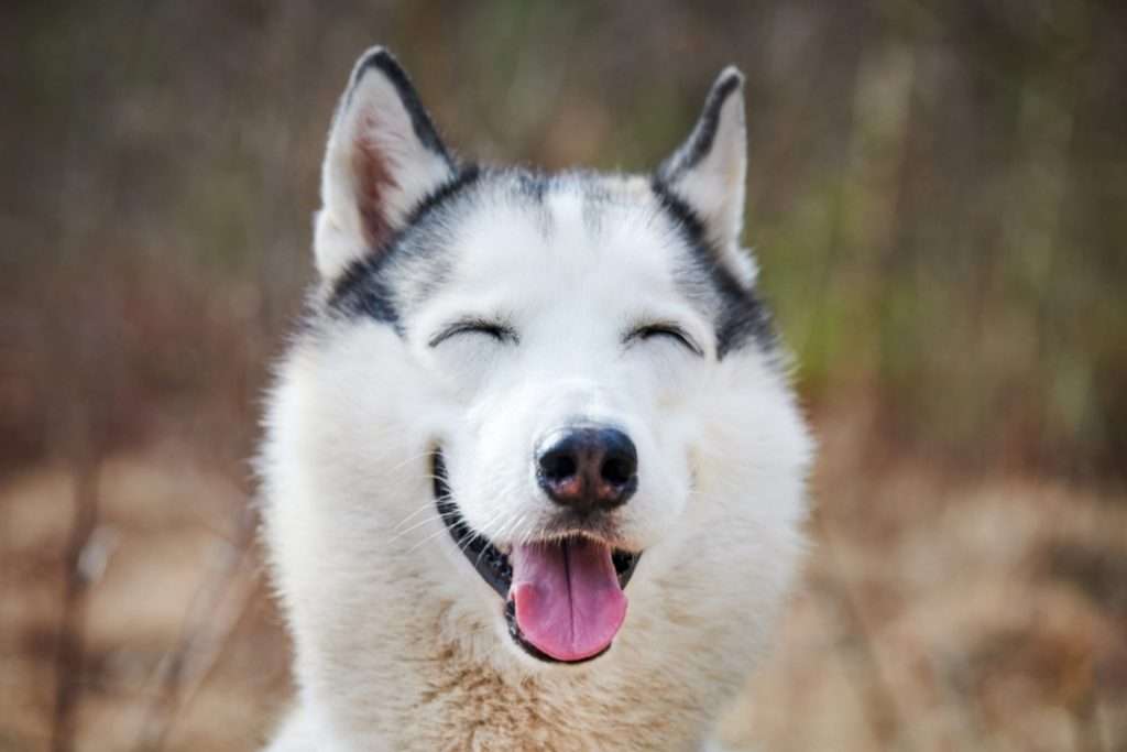Image of Siberian husky 