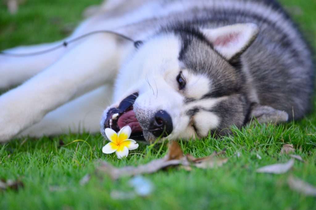 Image of Siberian husky being playful