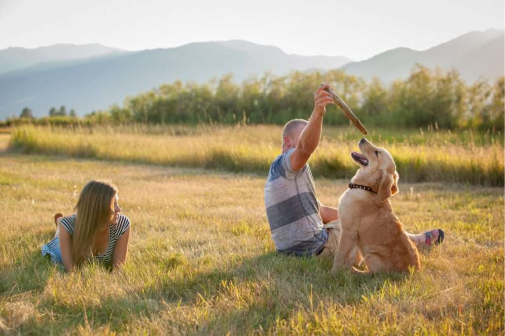 Image of a calm and healthy environment for a dog