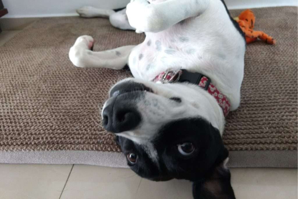 Image of a dog being silly