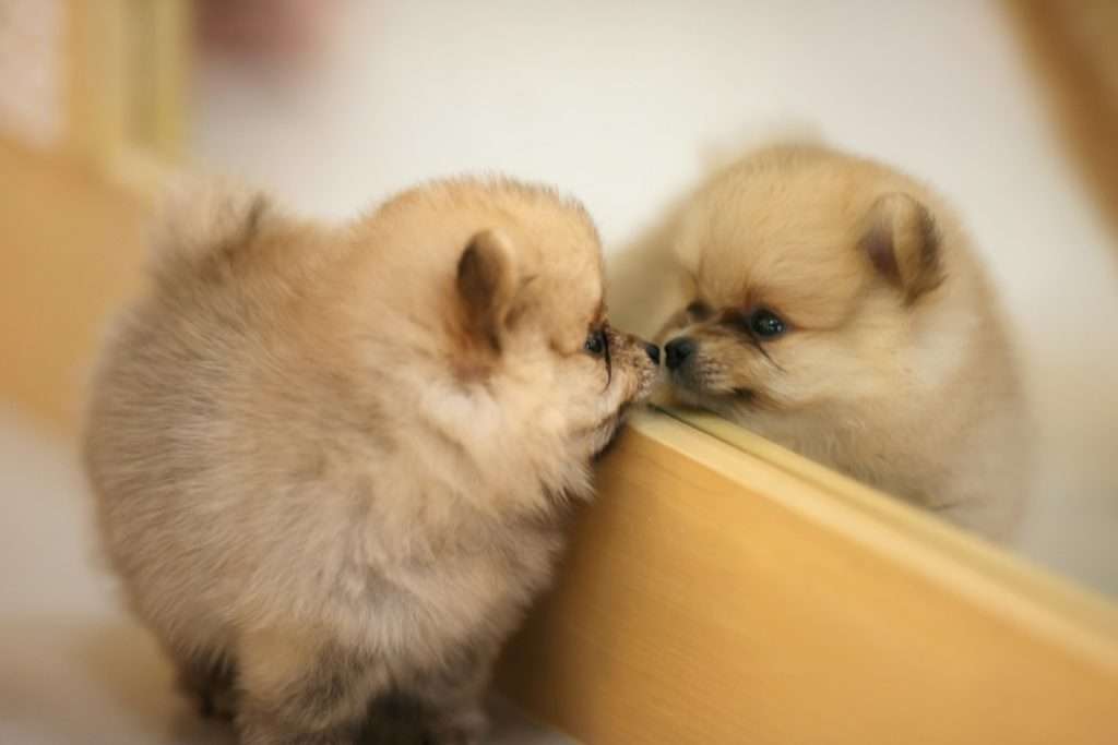 Image of a dog looking at its reflection on a mirror
