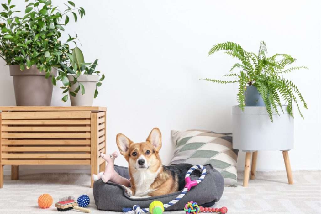 Image of a dog with different props