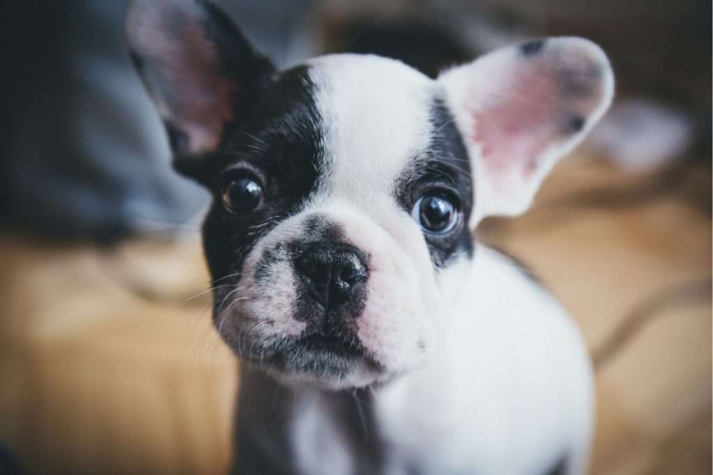 Image of a dog(close up)