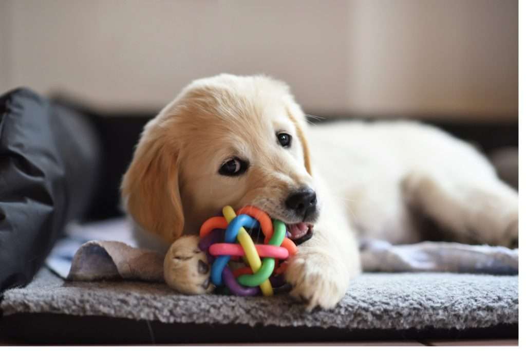image of a dog with chew toy