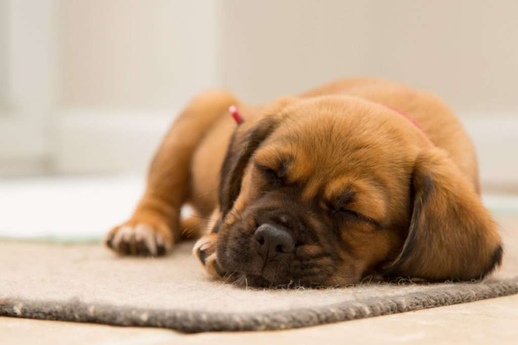 Image of a sleeping puppy