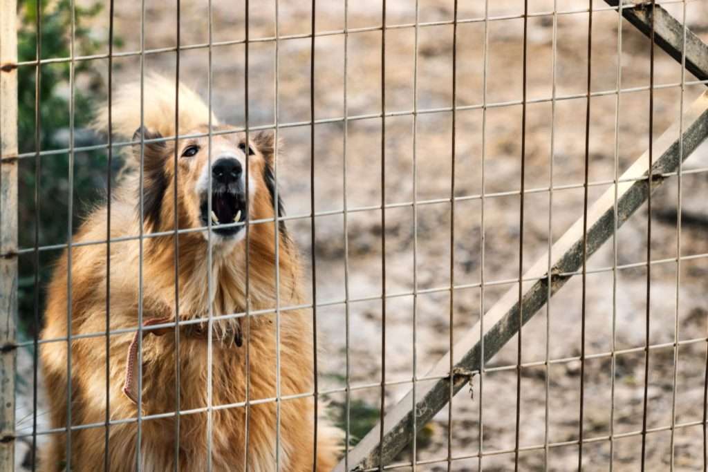 Image of caged barking dog