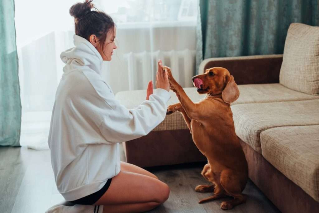 Image of dog connecting with a girl