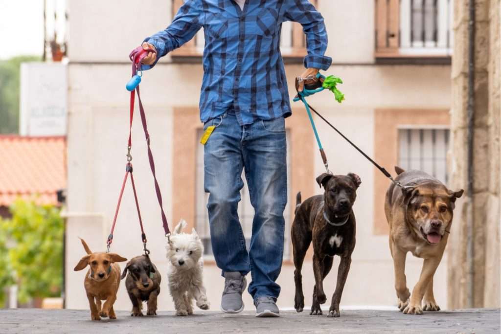 Image of dogs of different age and breed