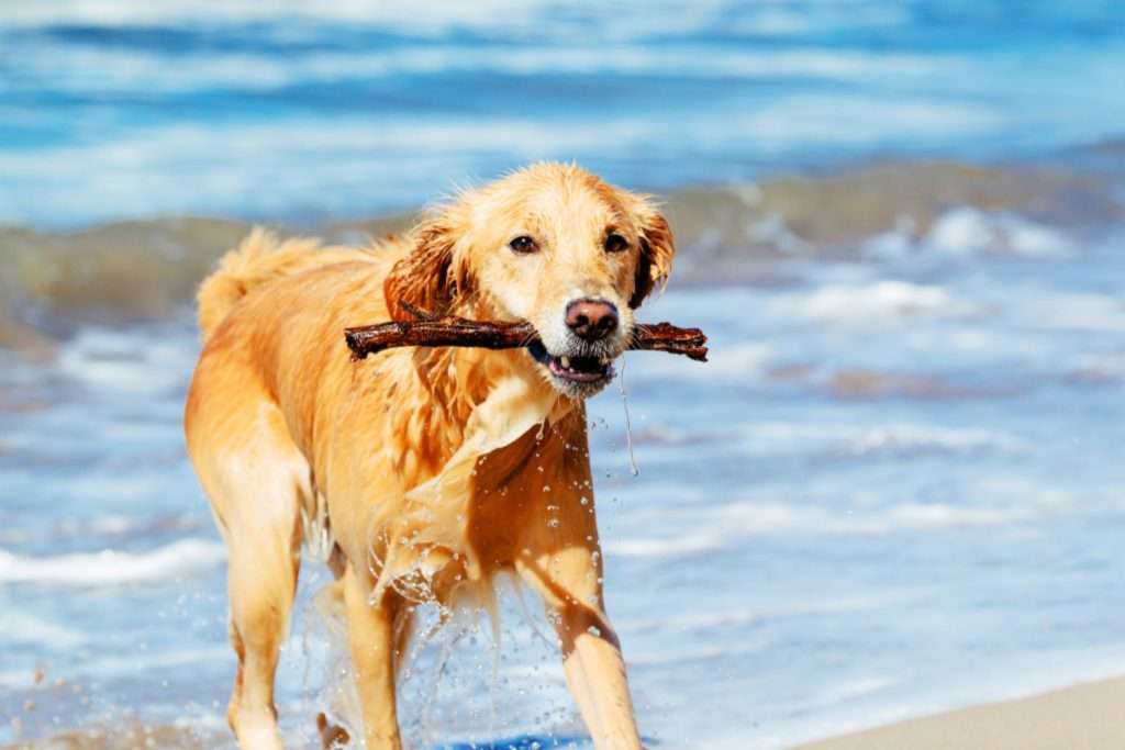 Image of golden retriever being trained